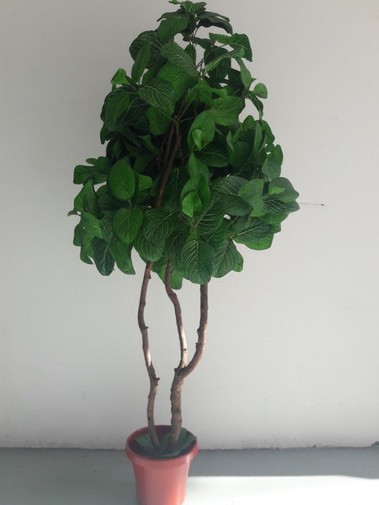 Planta decorativa