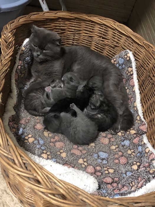 Бронь котики  британці висловухі і прямовухі