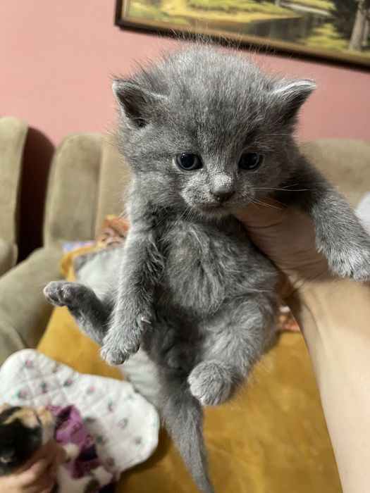 Продаються кошенята