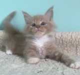 Maine Coon - Rudo biały kocurek !
