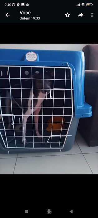 Caixa de transporte para cão