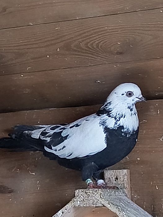 Gołębie swierdłowskie