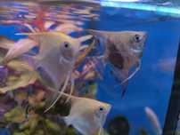 Escalar Green Smoke (Pterophyllum Scalare)