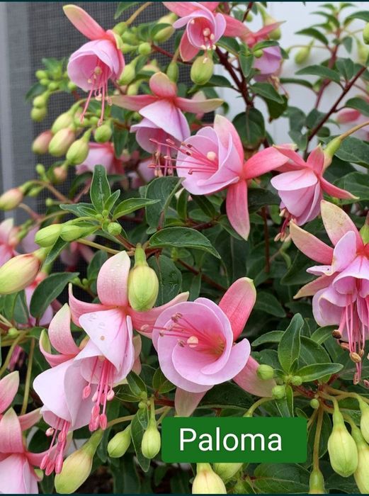 Фуксія вкорінені живці