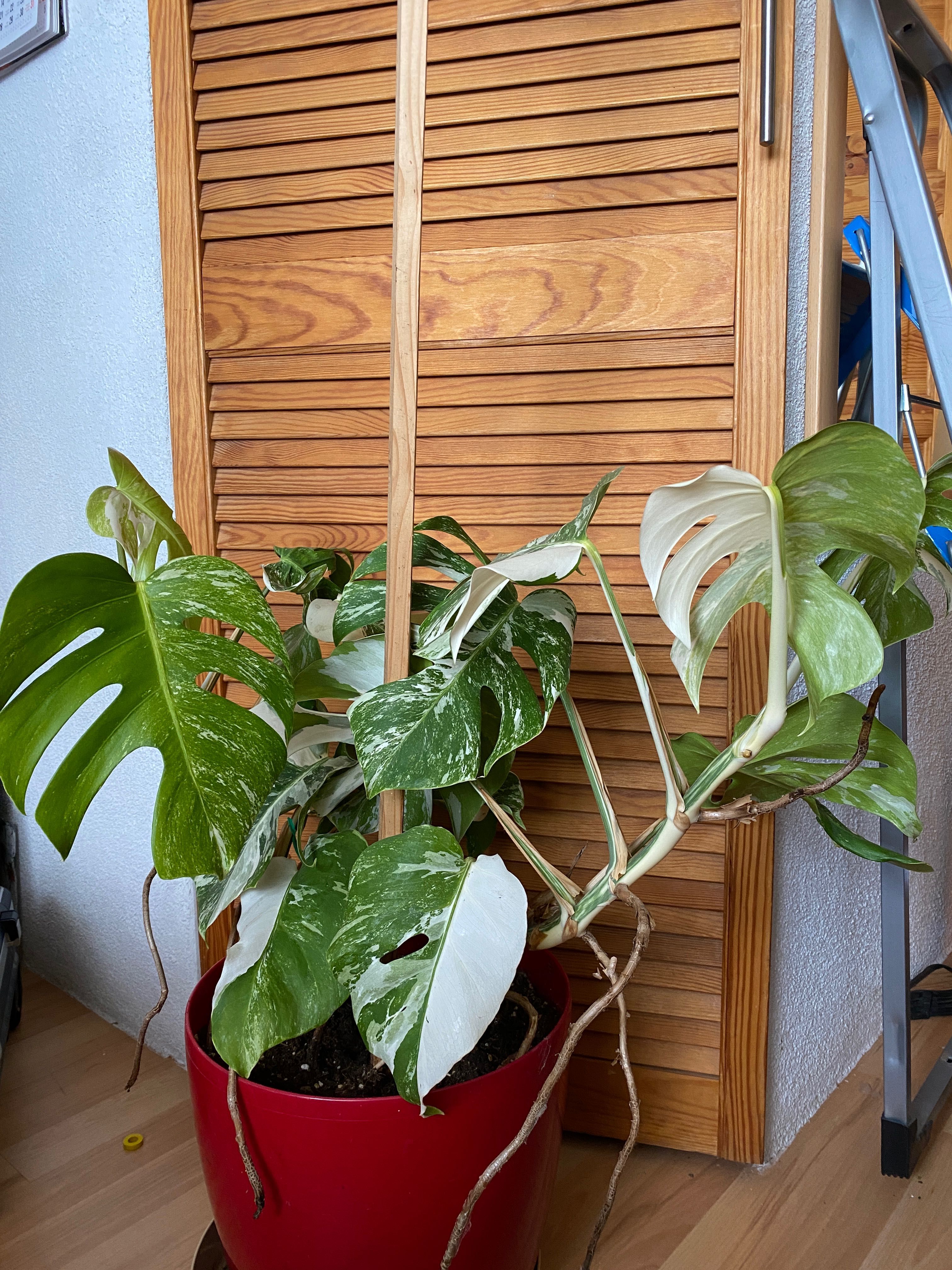 Monstera variegata 14 liści