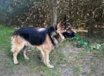 Piękny, 2 letni owczarek niemiecki Brys. Adopcja
