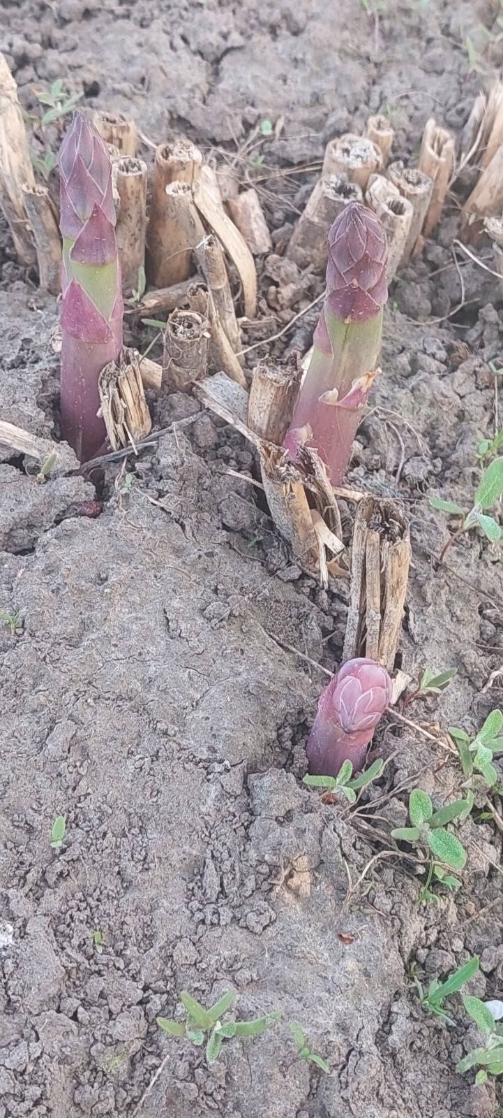 Спаржа саджанці однорічні