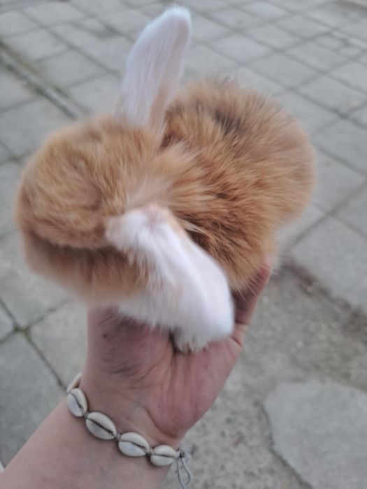 Królik mini lop, minaturka