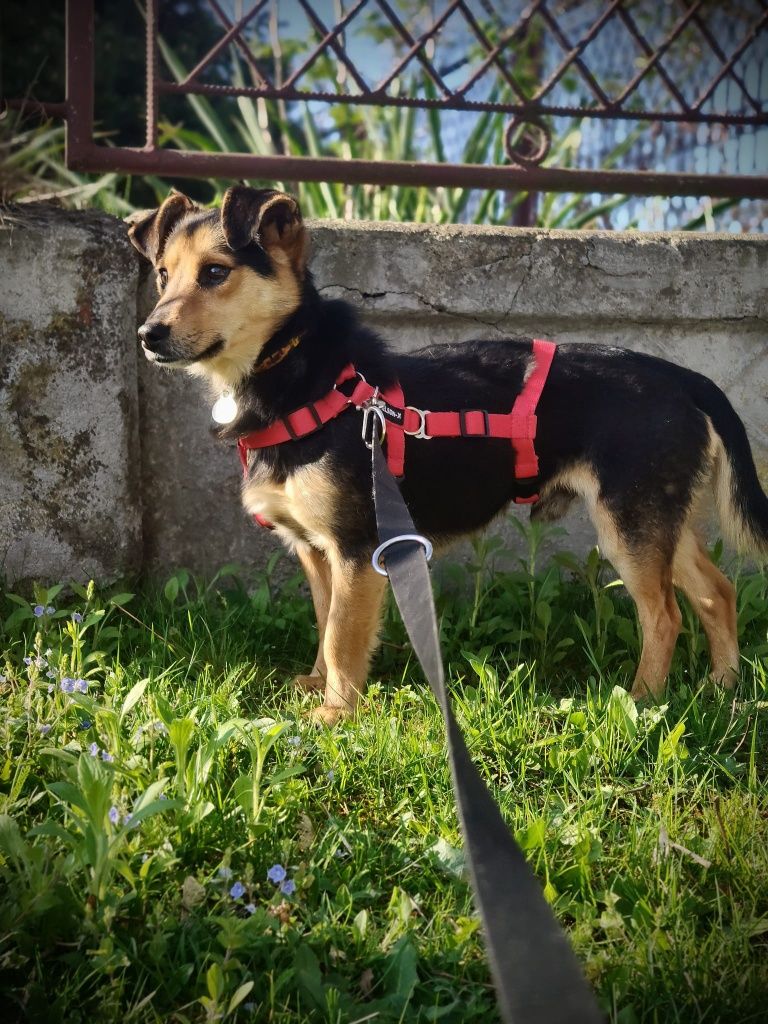 MORIS do adopcji