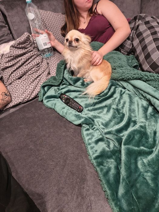 Chihuahua pies dorosły