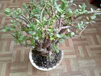 Вазон Товстянка (Crassula) / "грошове дерево"