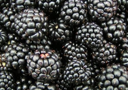 Jeżyna bezkolcowa na konfitury nalewki duże sadzonki