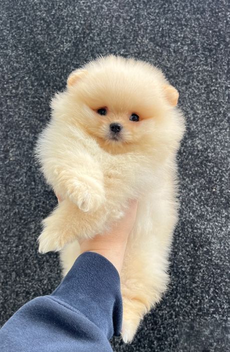 Щенок шпица мальчик два месяца