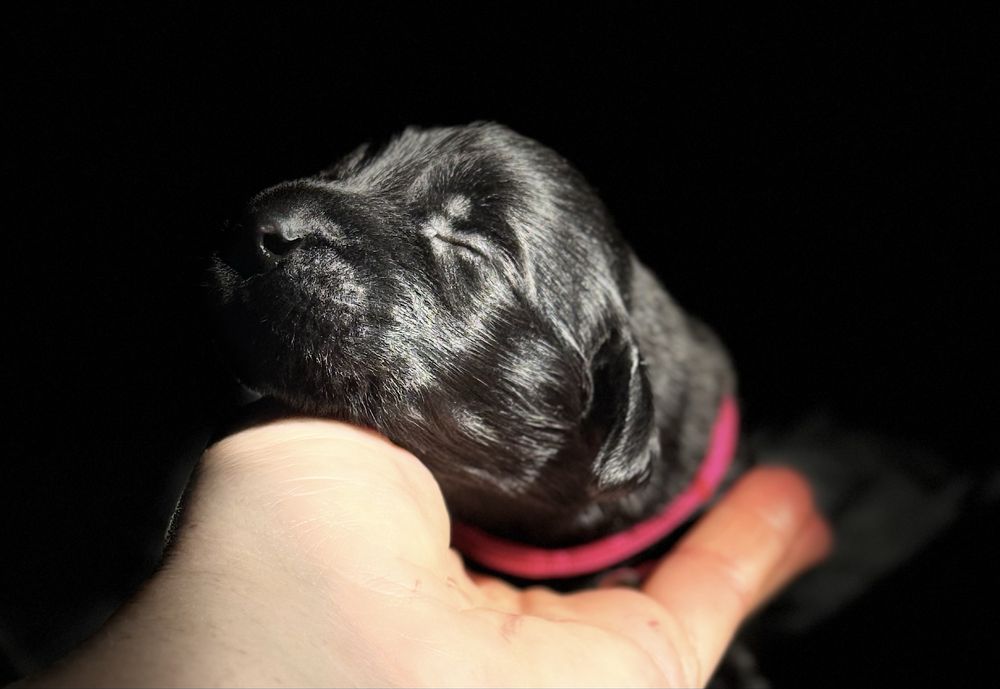 FLAT COATED RETRIEVER - czarna dziewczynka odb początek Grudnia