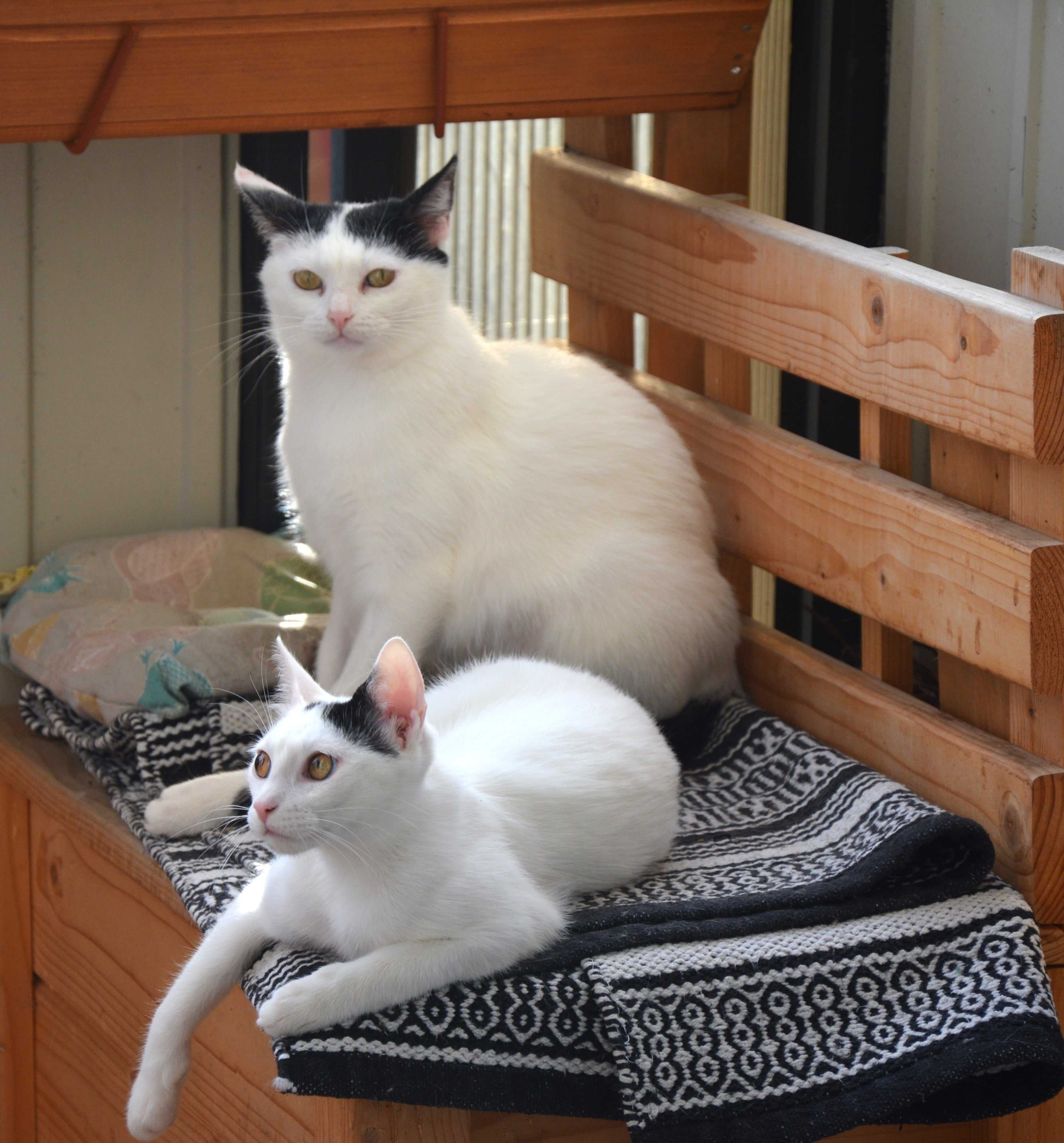 Dwa młode białe kotki do wspólnego domu