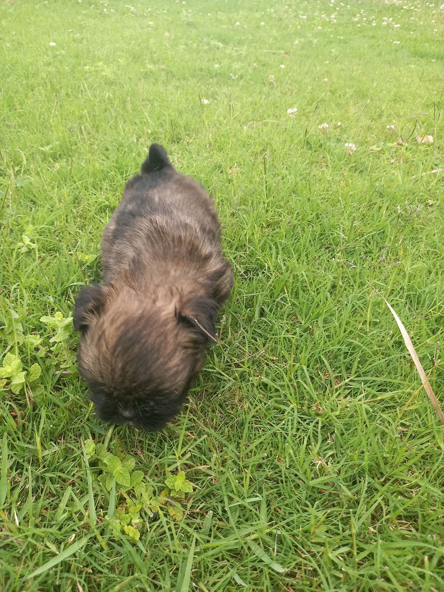 Cadelinha menina shih-tzu