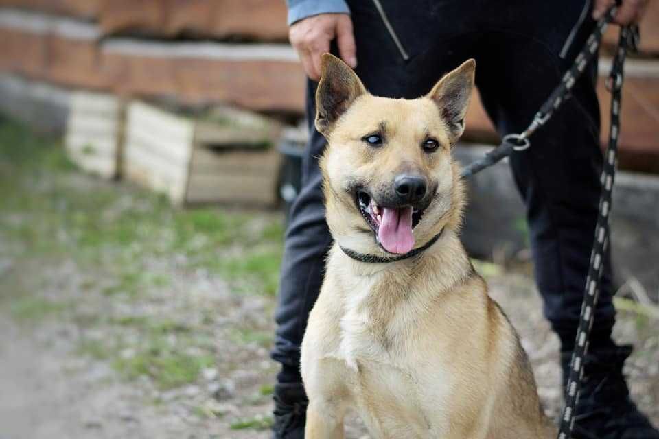 Piękny pies bez jednego oczka szuka domu