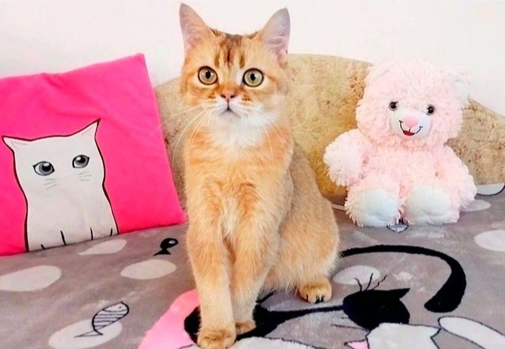 Чудо хлопчик Золотий красунчик шиншила
