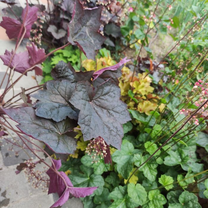 Гейхера, гейхерела