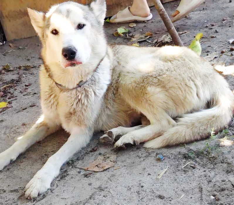 Домашні улюбленці