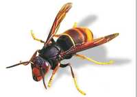 vespa asiática ou velutina atractivo oeiras