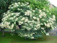 Сирень Амурская,  Амурский трескун (Syringa amurensis)