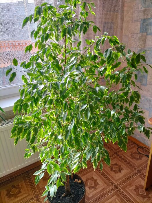 Фікус Бенджаміна із строкатим біло-зеленим листям.