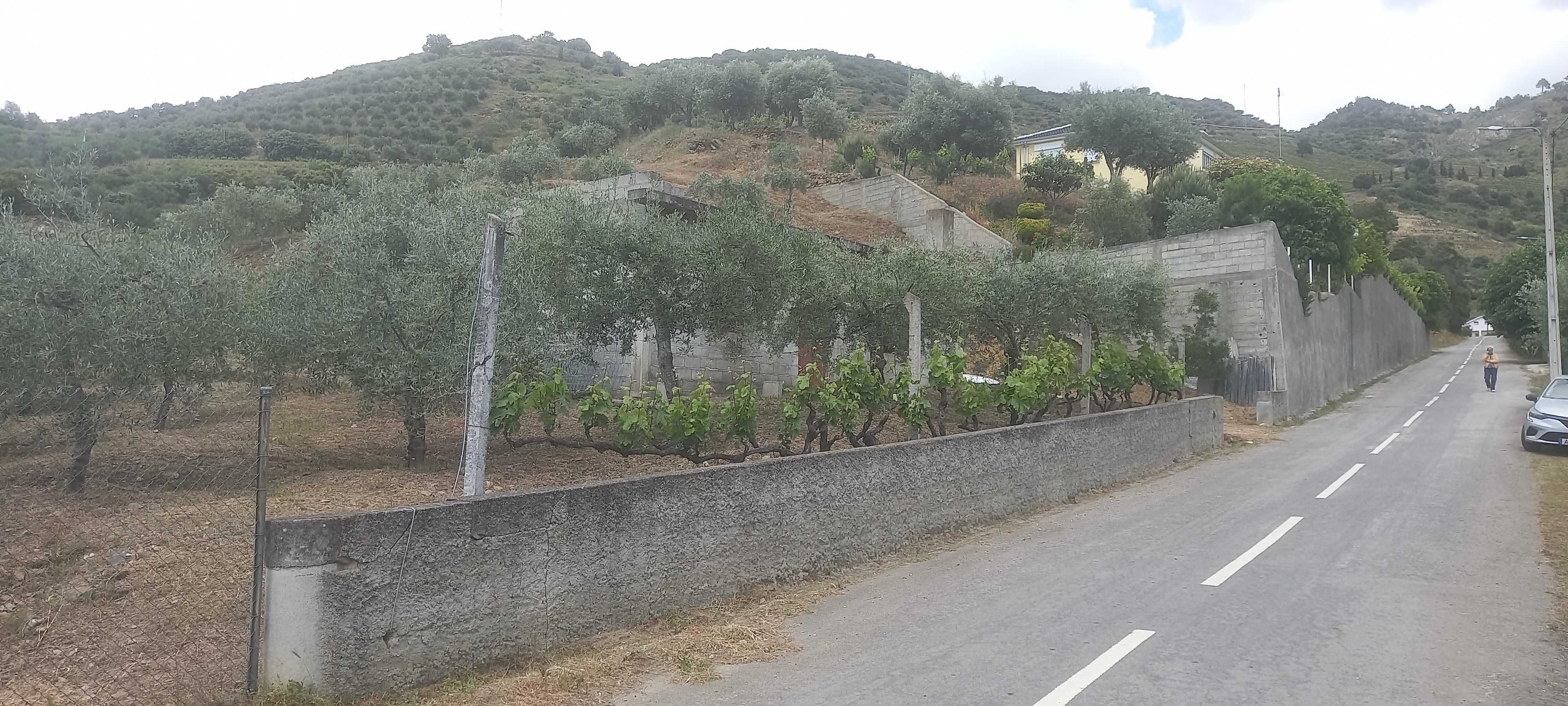 Terreno Rustico com olival em Coleja, Carrazeda de Ansiães