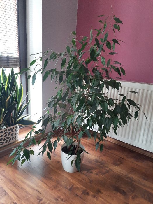 Fiskus beniamin. Wys 120cm.