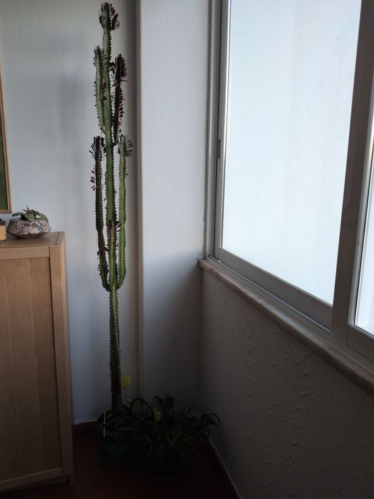 Vendo cato com 1,90m