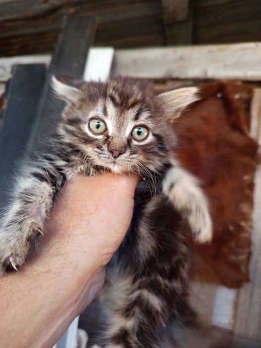 Отдам в добрые руки Бесплатно котят.