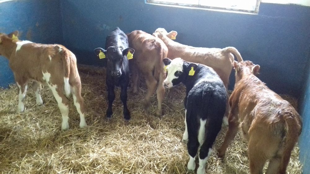 Cielęta  mięsne, MM,MS, jałówki HF na krowy, dowóz