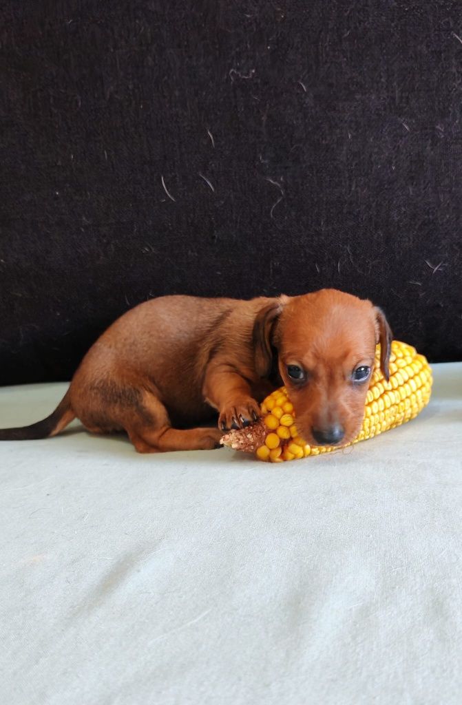 Dachshund Fêmea mini
