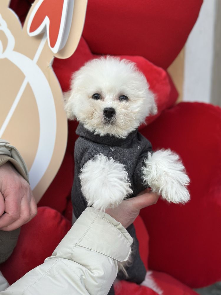 Bichon Frise(Бішон Фрізе)