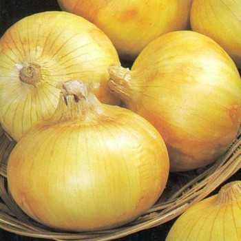 Cebula dymka zimująca PRODUCENT / Najlepsza na świecie Senshyu Yellow