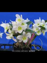 Орхідея Dendrobium pocket lover Green valley