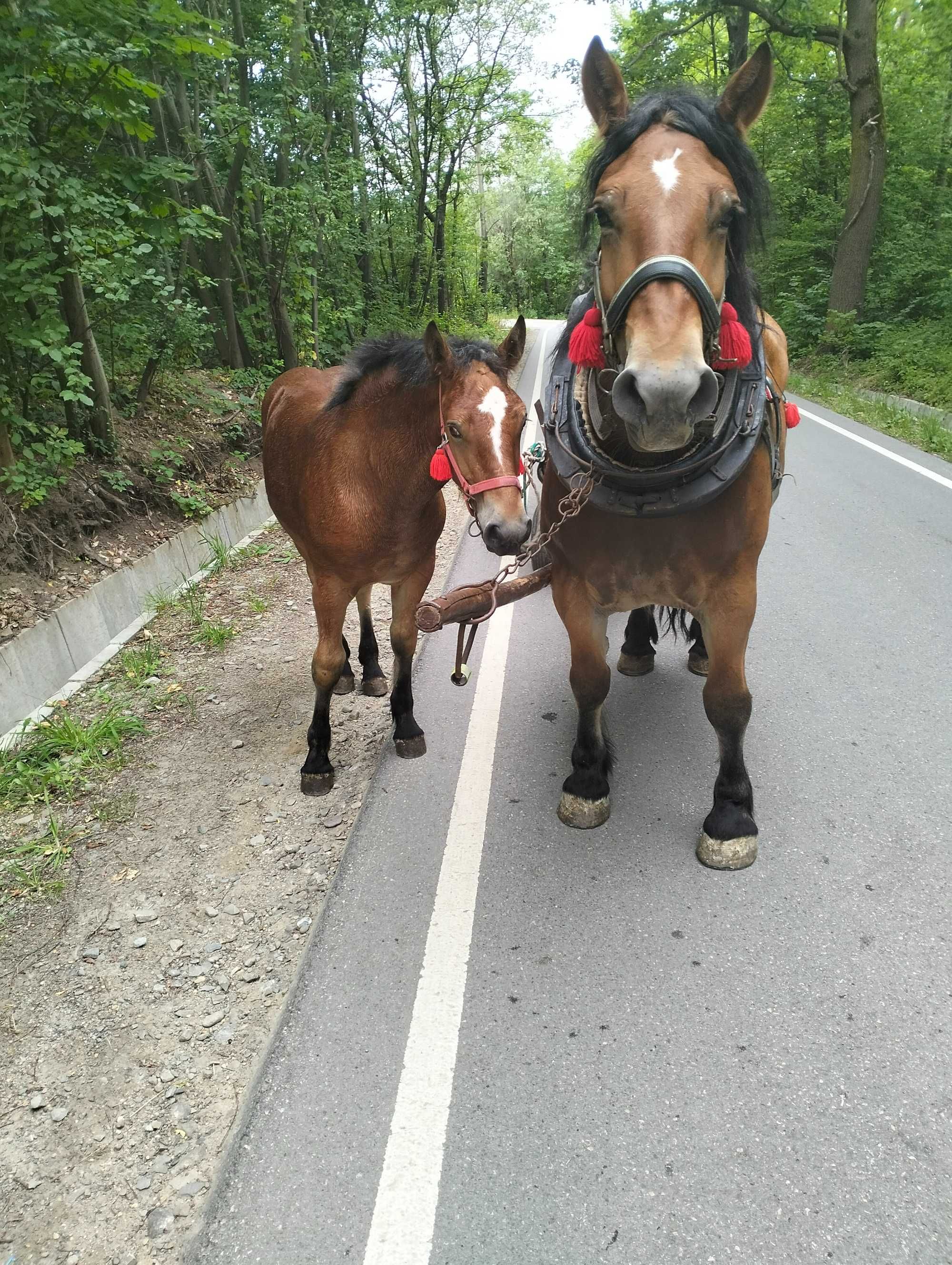 Sprzedam źrebicę zimnokrwistą