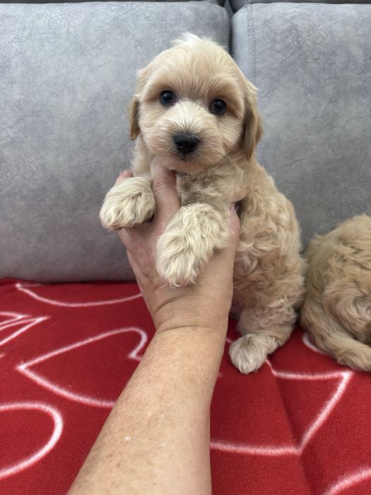 Maltipoo maltańczyk&pudel piesek