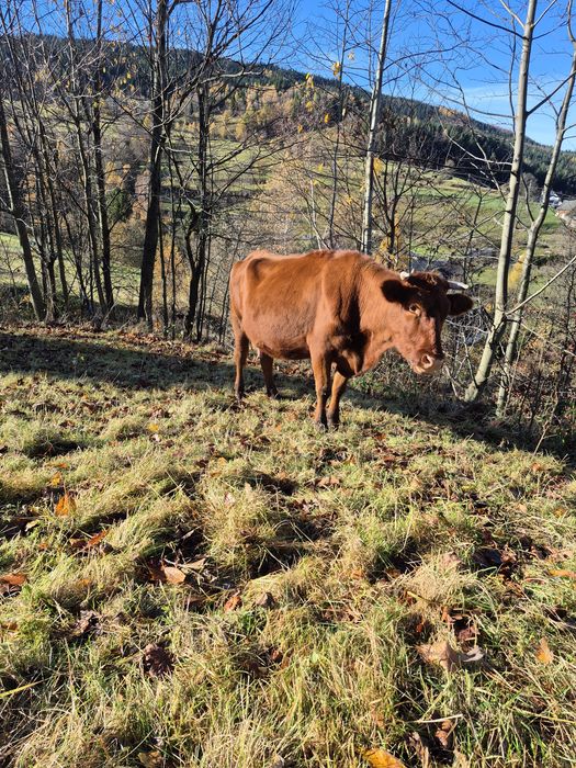 Krowa cielna sprzedam