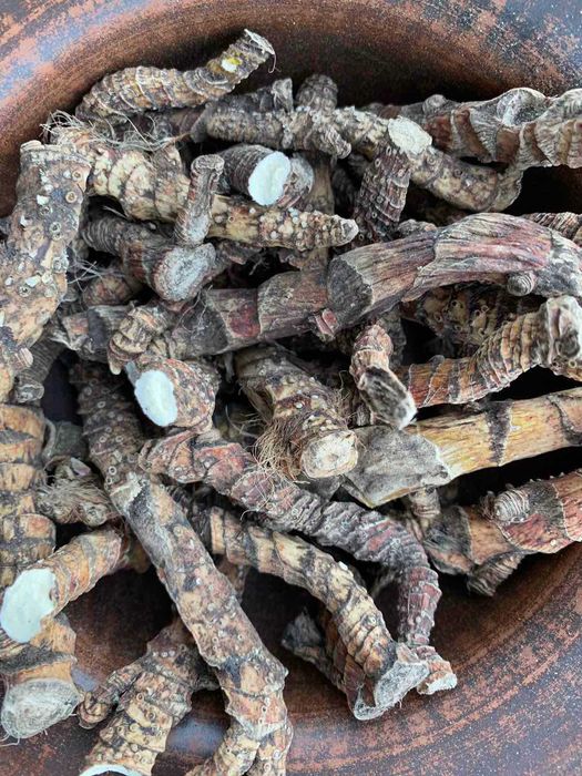 Аір, аїр, лепеха, корень аира, корінь лепехи