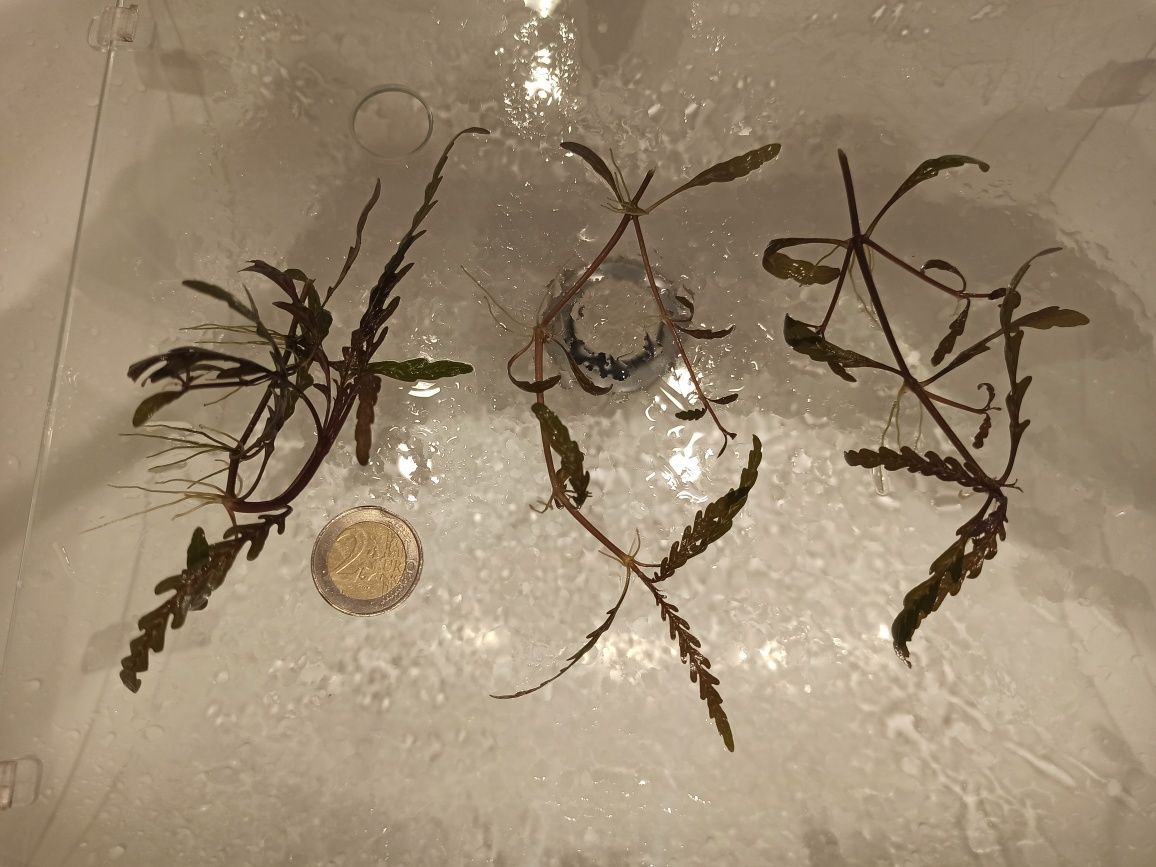 Plantas aquaticas