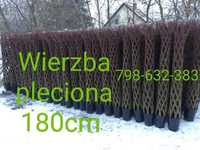 Wierzba pleciona salix americana