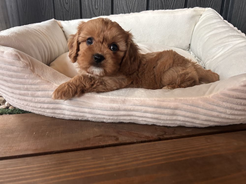 Cavapoo sunia F1