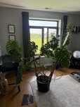 Giga Monstera Deliciosa - Dżungla w Domu!