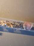 2 kolonie lasius Niger