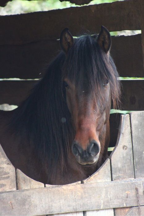 Poldro lusitano “sensato”