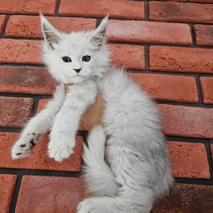 kocurek Maine coon rodowód fpl FIFe do hodowli