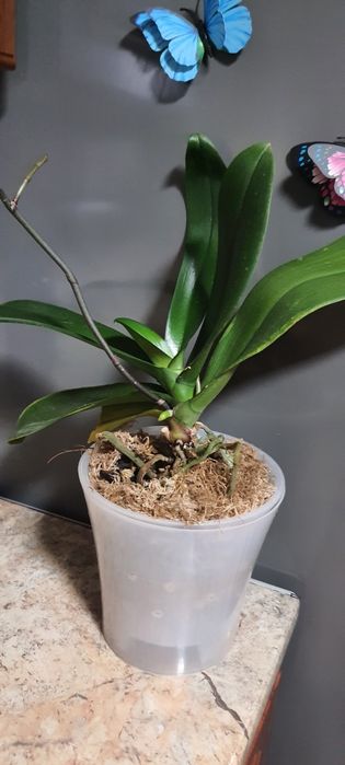 Орхідея Дикий кіт з діткою