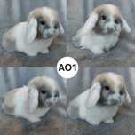Królik Baranek Miniaturka MINI LOP