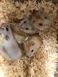 Chomik dżungarski złoty biały oswojony młodziutki ZooAnimals